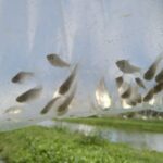Cultivan peces y camarones para controlar poblaciones de mosquitos