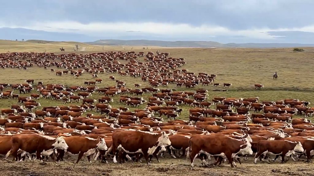 Carne argentina: balance 2025, exportaciones y desafíos del sector