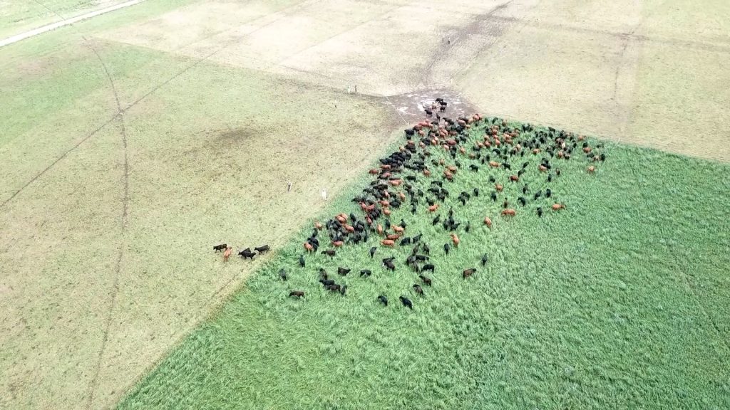 IPCVA refuerza la promoción de la carne argentina en los mercados internacionales