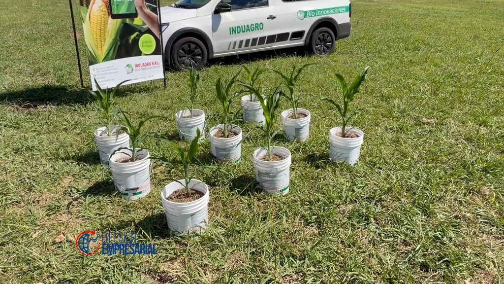 Induagro: una bacteria innovadora que permite reducir costos de fertilizacion