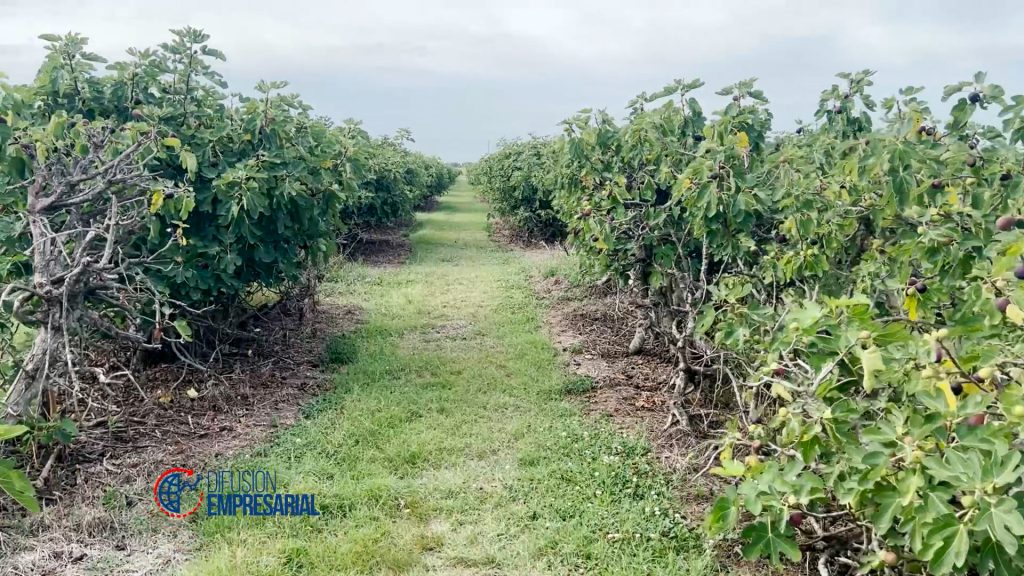Higares Las Rosas: autocosecha, producción local y una experiencia distinta en el campo