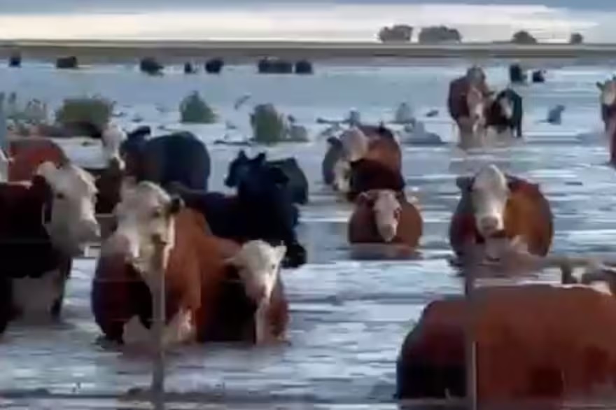 Lluvias extremas en Buenos Aires: hasta 200 mm en horas y alerta por impacto en la cosecha