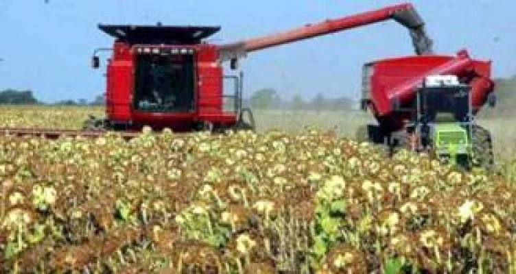 El girasol acelera la cosecha, pero sigue retrasado: mejores rindes sostienen la producción