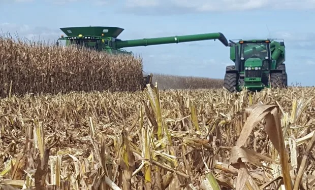 El maíz avanza pese a las lluvias: buenos rindes y una campaña que mantiene alto potencial