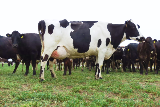 Encuesta CREA: la ganadería lidera el optimismo en el agro y crecen las expectativas de inversión
