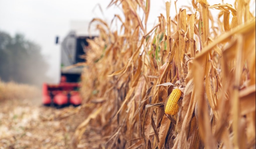 Maíz 2025/26: producción récord, más exportaciones y un mapa regional que redefine la campaña
