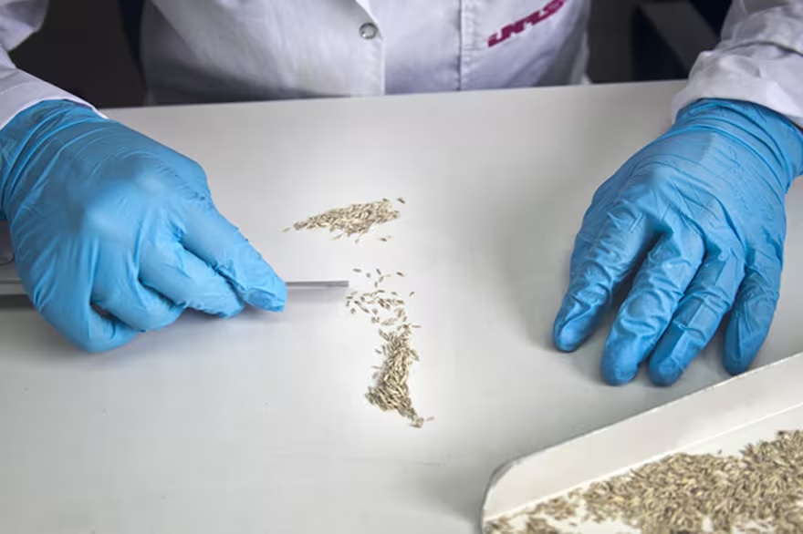 Motosierra en semillas: Instituto Nacional de Semillas elimina direcciones y concentra poder por decreto