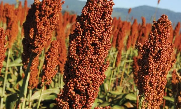 El sorgo pierde área y recorta su proyección: cómo impacta en la campaña