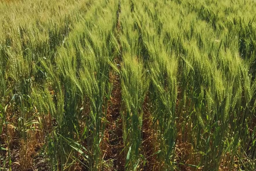 Retenciones a la soja: Argentina perdió 3 millones de hectáreas mientras Brasil expandió 48% su superficie