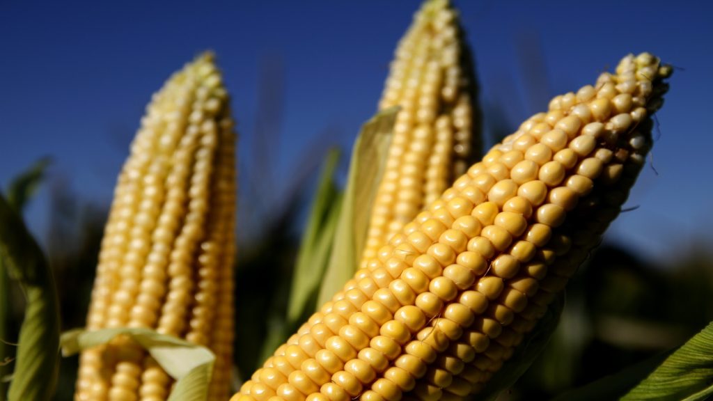 Récord histórico: las DJVE de maíz se disparan en marzo y consolidan el protagonismo exportador argentino